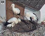 Capi_Dubne_20250720_074003.jpg