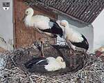 Capi_Dubne_20250720_075003.jpg
