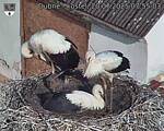 Capi_Dubne_20250720_075503.jpg