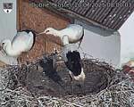 Capi_Dubne_20250720_080003.jpg