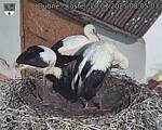 Capi_Dubne_20250720_080503.jpg