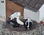 Capi_Dubne_20250720_082504.jpg