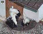 Capi_Dubne_20250720_090003.jpg