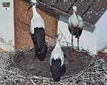 Capi_Dubne_20250720_095503.jpg