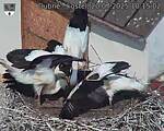 Capi_Dubne_20250720_101502.jpg