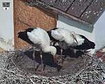 Capi_Dubne_20250720_102003.jpg