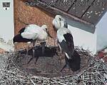 Capi_Dubne_20250720_103002.jpg