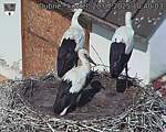 Capi_Dubne_20250720_104003.jpg