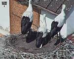 Capi_Dubne_20250720_110503.jpg