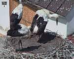 Capi_Dubne_20250720_113502.jpg