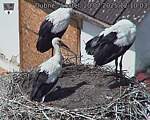 Capi_Dubne_20250720_121003.jpg