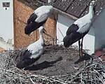 Capi_Dubne_20250720_121503.jpg