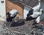Capi_Dubne_20250720_122503.jpg