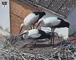 Capi_Dubne_20250720_130502.jpg