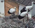 Capi_Dubne_20250720_141003.jpg