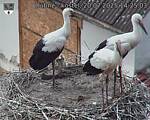 Capi_Dubne_20250720_142503.jpg