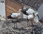 Capi_Dubne_20250720_144002.jpg
