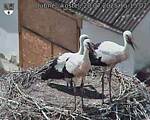 Capi_Dubne_20250720_151502.jpg
