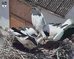 Capi_Dubne_20250720_152003.jpg