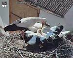 Capi_Dubne_20250720_153003.jpg