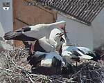 Capi_Dubne_20250720_153503.jpg