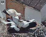 Capi_Dubne_20250720_154003.jpg