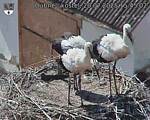 Capi_Dubne_20250720_154502.jpg