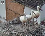 Capi_Dubne_20250720_155004.jpg