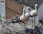Capi_Dubne_20250720_155503.jpg