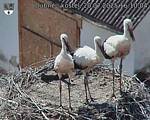 Capi_Dubne_20250720_161004.jpg