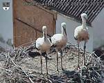 Capi_Dubne_20250720_162003.jpg