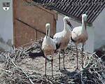 Capi_Dubne_20250720_163504.jpg
