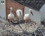 Capi_Dubne_20250720_174503.jpg