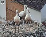 Capi_Dubne_20250720_175003.jpg