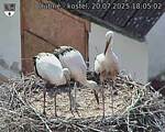 Capi_Dubne_20250720_180502.jpg