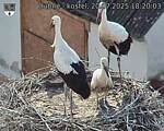 Capi_Dubne_20250720_182003.jpg