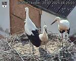 Capi_Dubne_20250720_182503.jpg