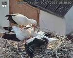 Capi_Dubne_20250720_183002.jpg