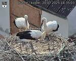 Capi_Dubne_20250720_183503.jpg