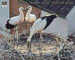Capi_Dubne_20250720_191003.jpg
