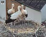 Capi_Dubne_20250720_193503.jpg