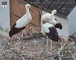 Capi_Dubne_20250720_201003.jpg