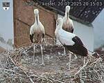 Capi_Dubne_20250720_201503.jpg