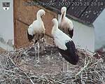 Capi_Dubne_20250720_202004.jpg