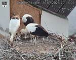 Capi_Dubne_20250720_203503.jpg