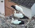 Capi_Dubne_20250720_210502.jpg