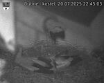 Capi_Dubne_20250720_224503.jpg