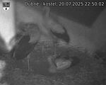 Capi_Dubne_20250720_225002.jpg