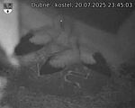 Capi_Dubne_20250720_234503.jpg