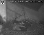 Capi_Dubne_20250720_235502.jpg
